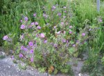 Malva
